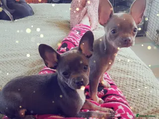 Mixed Breed dogs Frenchie x Chihuahua pups x 2 - Advert 2
