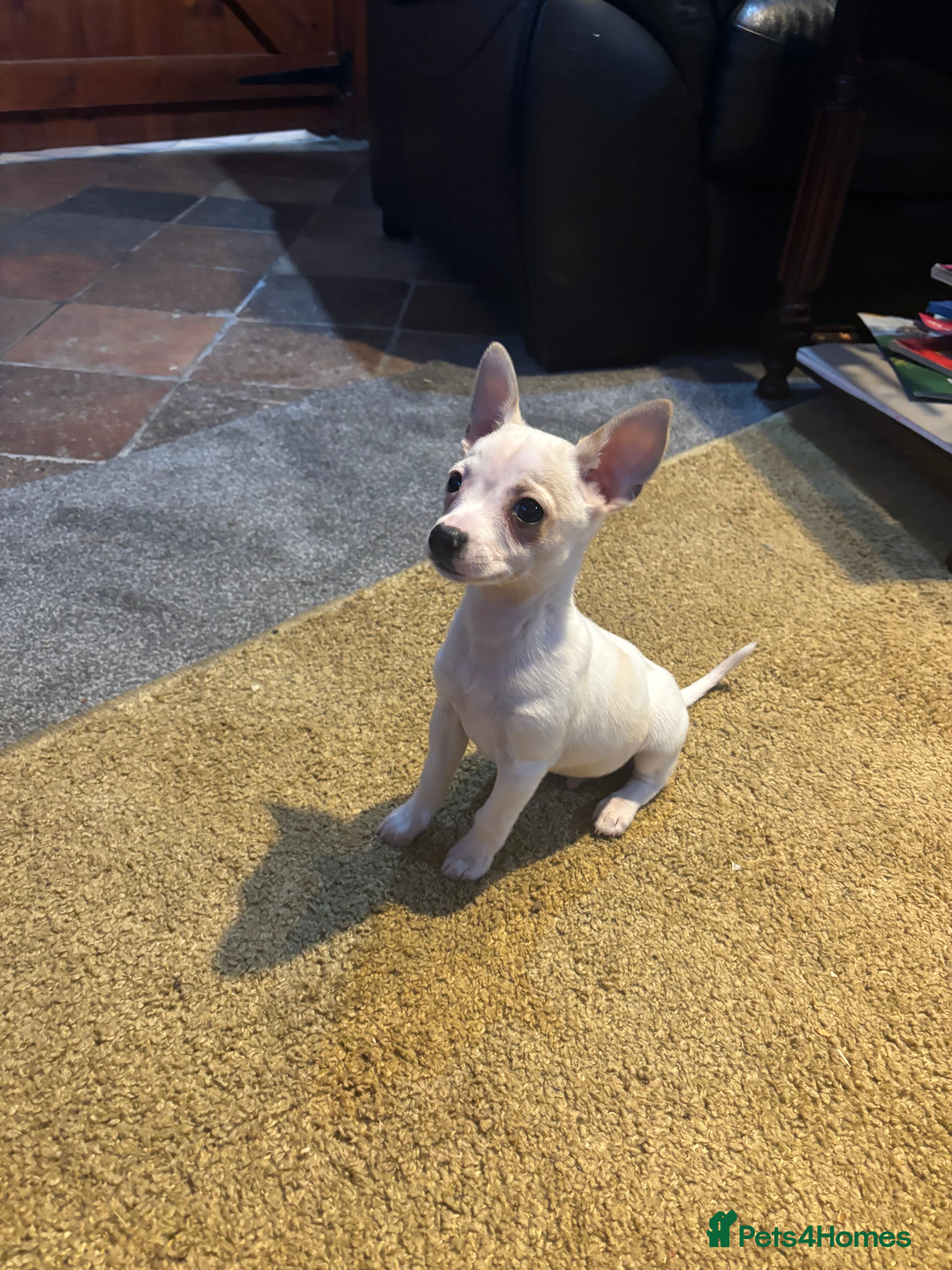 Mixed Breed dogs Adorable Jack Russel x Chihuahua puppies  - Advert 6