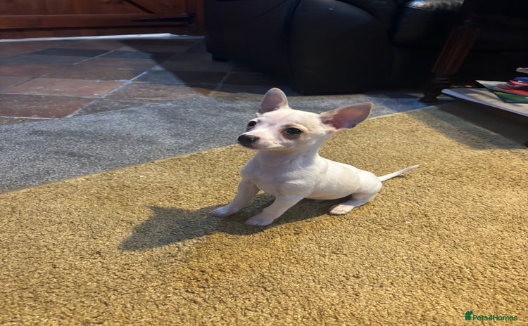 Mixed Breed dogs Adorable Jack Russel x Chihuahua puppies  - Advert 2