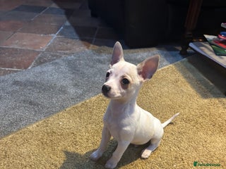 Mixed Breed dogs Adorable Jack Russel x Chihuahua puppies - Advert 2