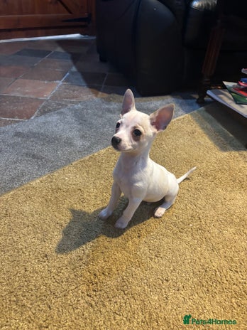 Mixed Breed dogs Adorable Jack Russel x Chihuahua puppies - Advert 2