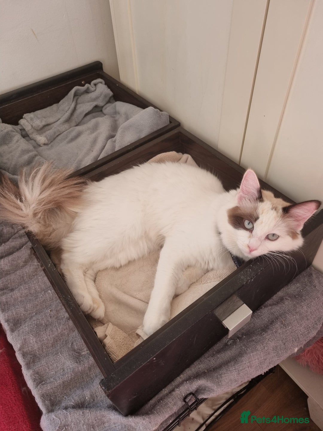 Ragdoll cats for sale: Bicolour ragdoll girls  - Advert 9