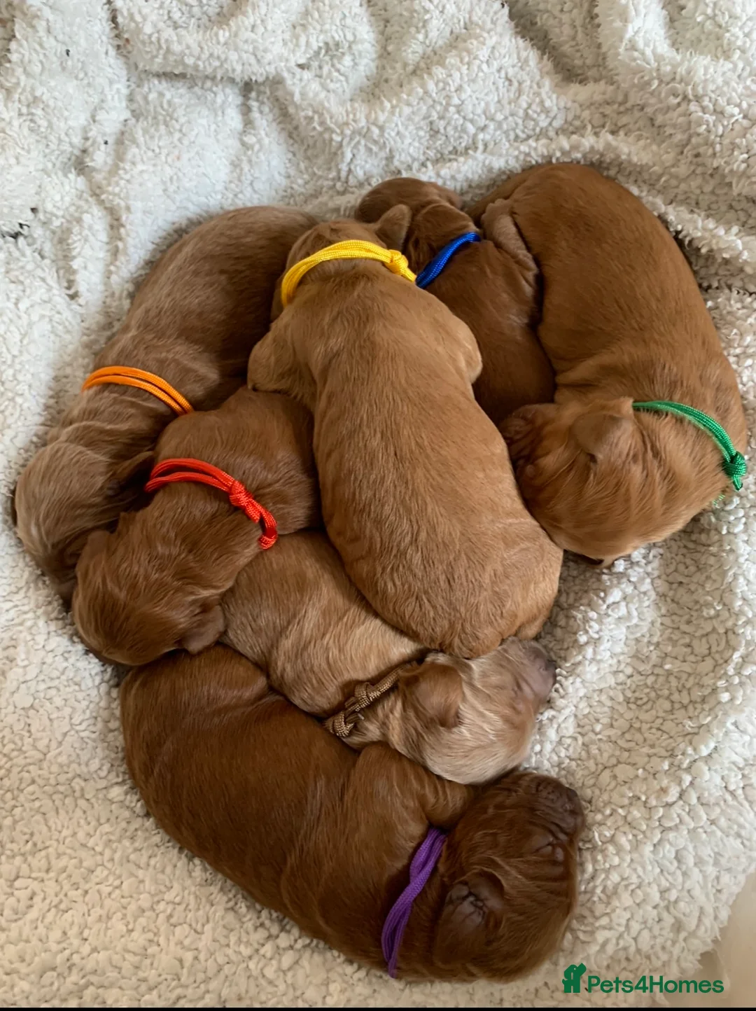 Irish Doodle dogs for stud: Gorgeous Deep Red Mini Irishdoodle for stud only in Totnes - Advert 15