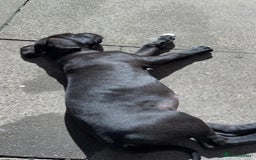 Great Dane dogs for sale: Great Dane puppy  - Image 3