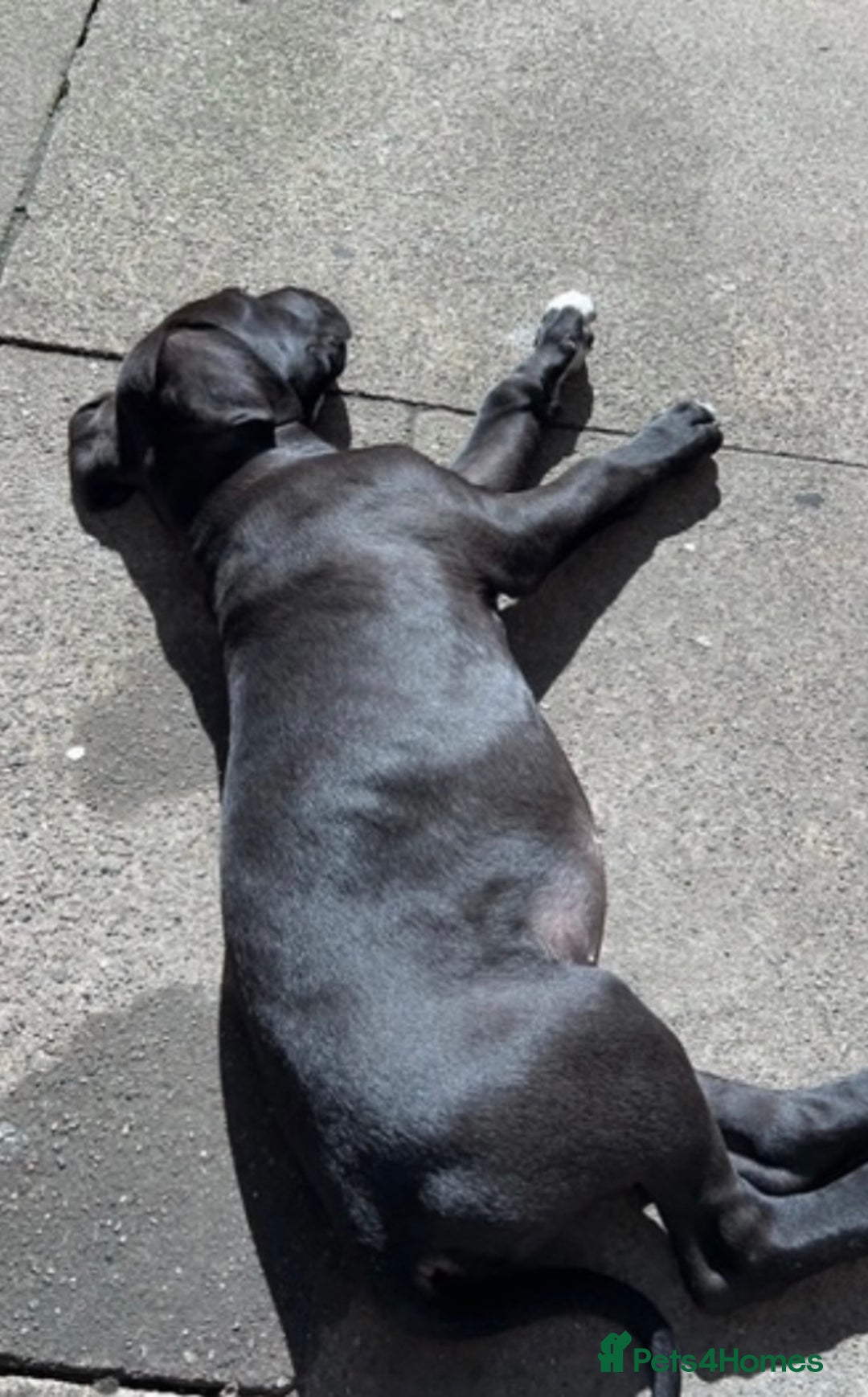 Great Dane dogs for sale: Great Dane puppy  - Image 3
