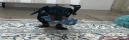 Dachshund dogs for sale: Mumford - Advert 3