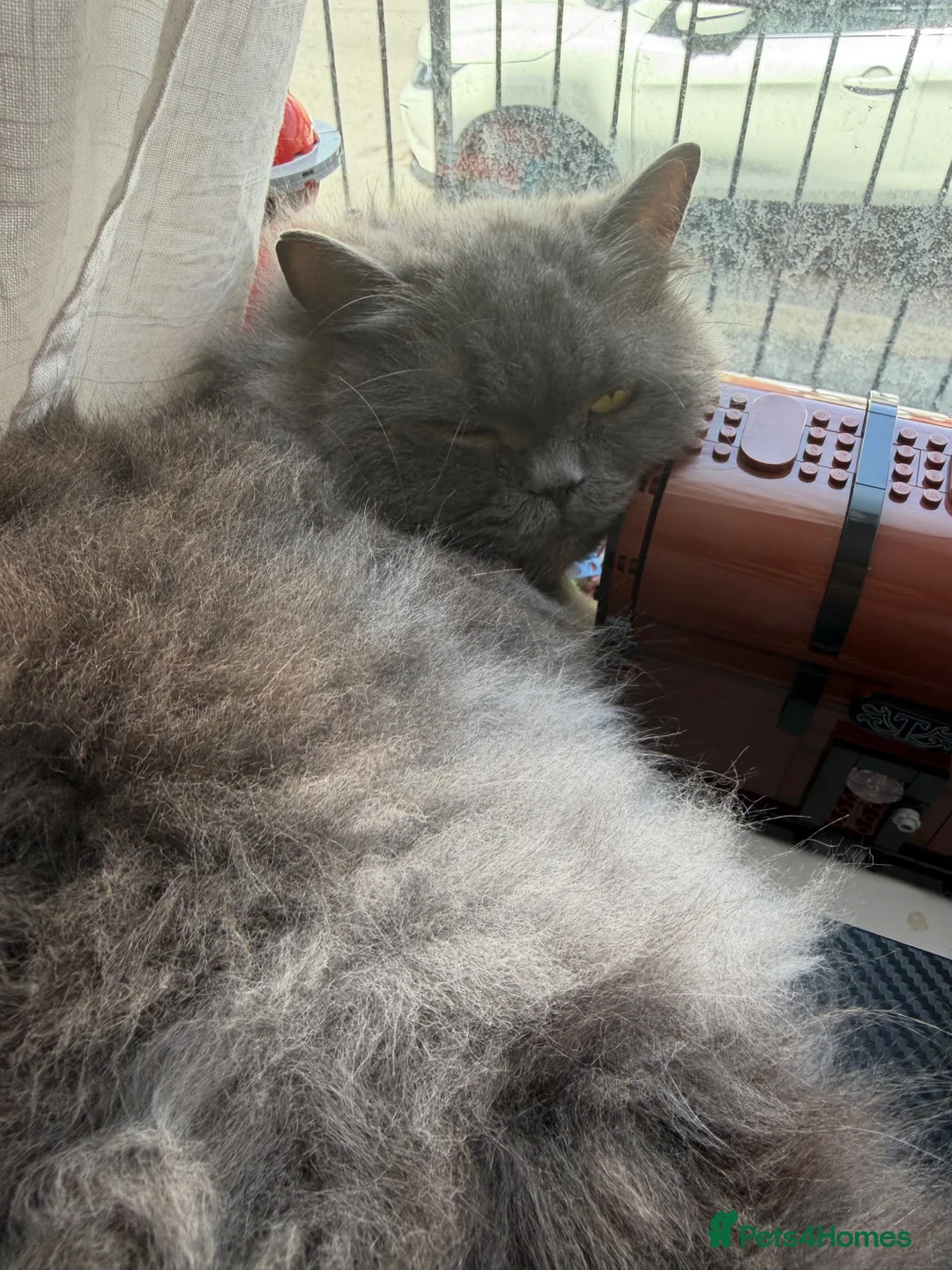 British Longhair cats for sale: Beautiful and Friendly Kitten  in Sheffield - Advert 1