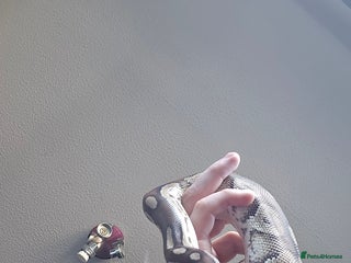 Python Snake reptiles - Advert 9