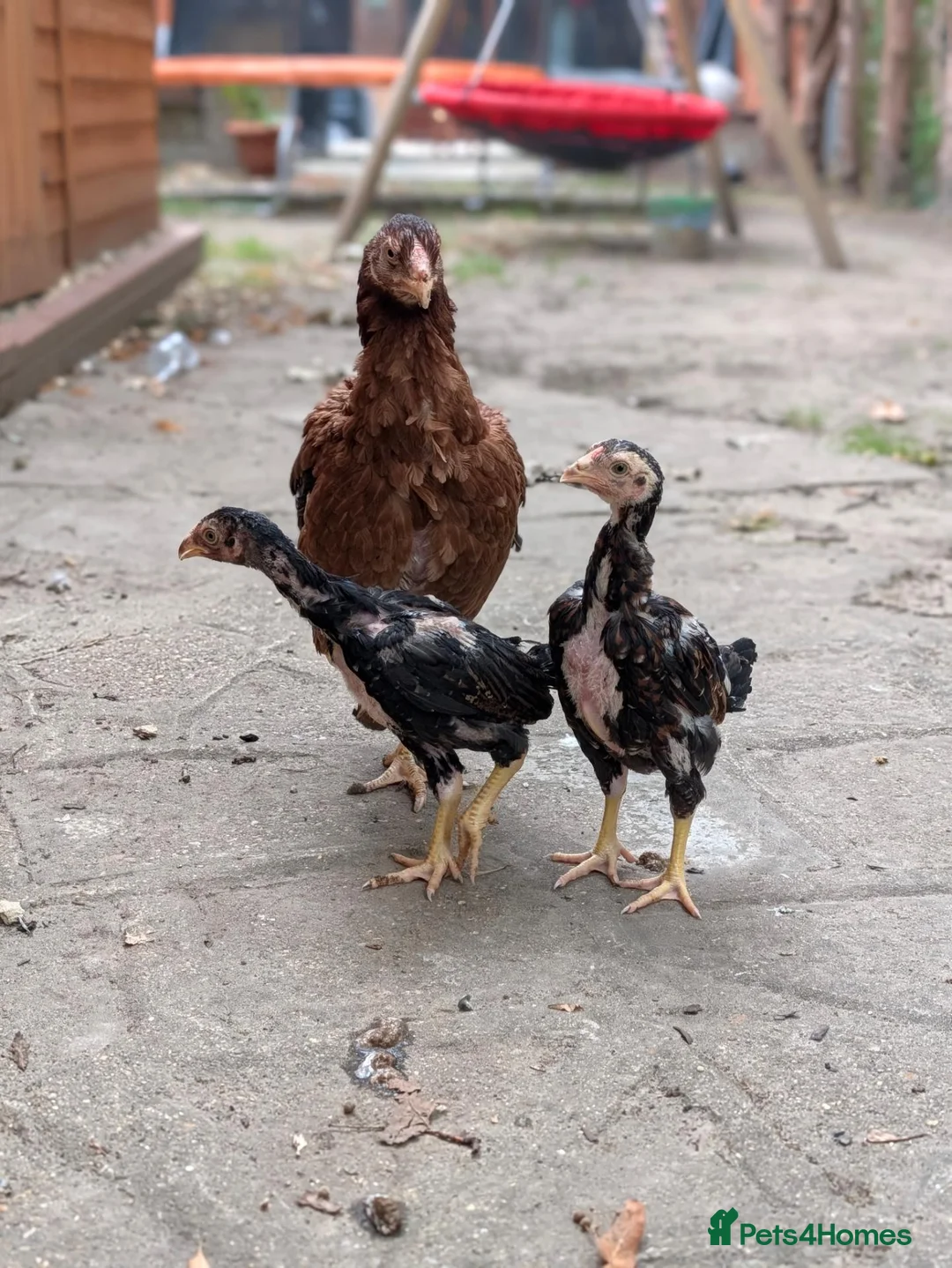 Hens poultry for sale: Pure Aseel Chickens –Cocks, Hens & Pairs Available - Advert 10