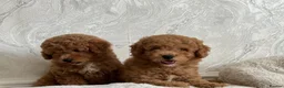 Cavapoo dogs for sale:   Teddy bear cavapoos ready now  in Bilston - Advert 11