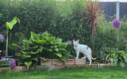 Devon Rex cats for sale: A beautiful Devon Rex boy  - Image 2
