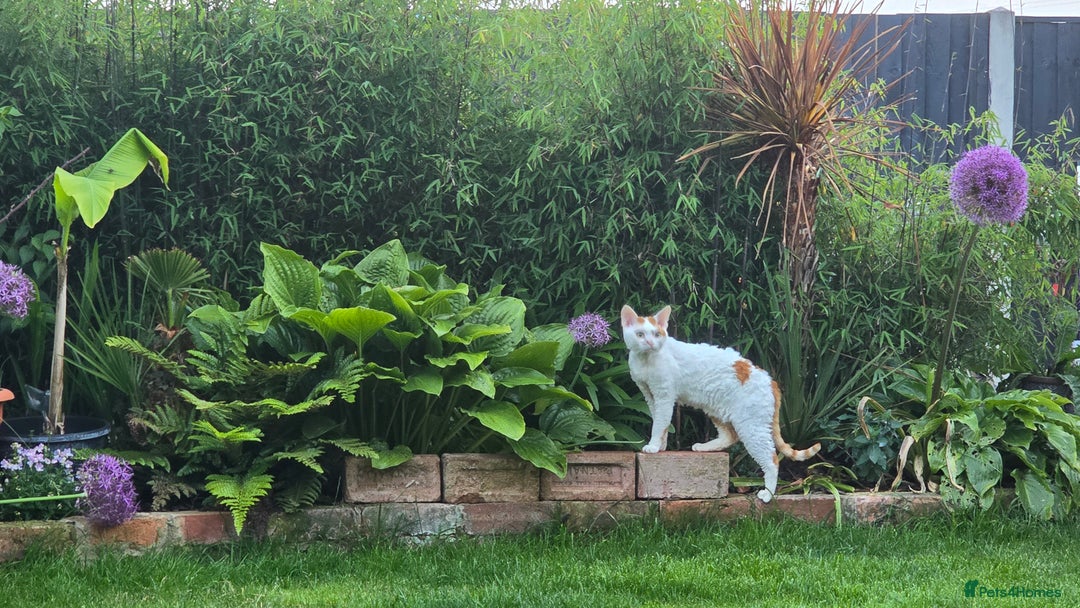 Devon Rex cats for sale: A beautiful Devon Rex boy  - Image 2