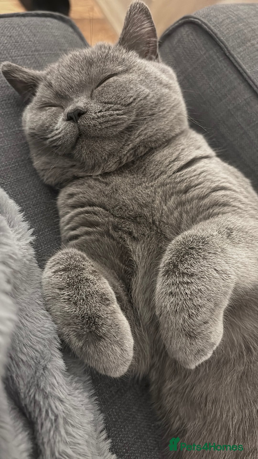 British Shorthair cats for sale: Grey British Shorthair - Image 1