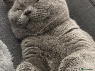 British Shorthair cats - Advert 12