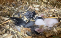 Mini Lop rabbits for sale: Mini lops  - Image 7