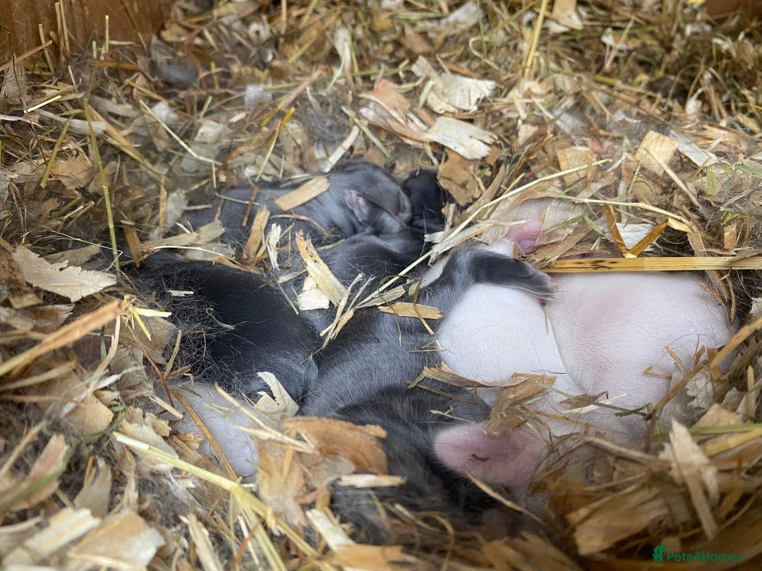 Mini Lop rabbits for sale: Mini lops  - Image 7
