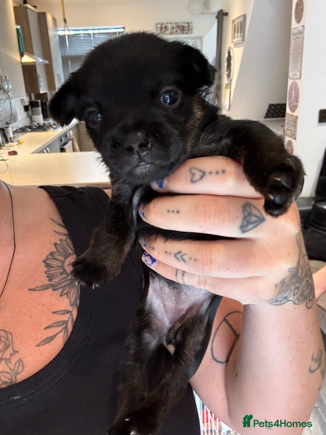 Mixed Breed dogs for sale: French yorkie (frorkie) puppies  - Image 1