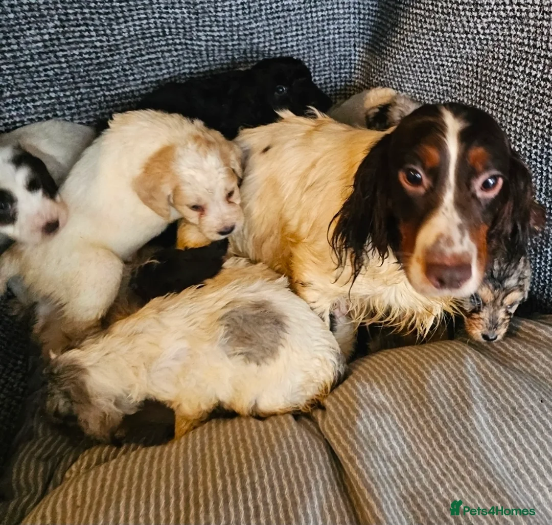 Cockapoo dogs for sale: Cockerapoo puppies merle F1 - Advert 17