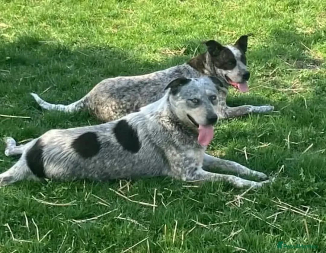 Australian Cattle Dog dogs for sale: Discover the Joy of Owning an Australian Cattles in Birmingham - Advert 11
