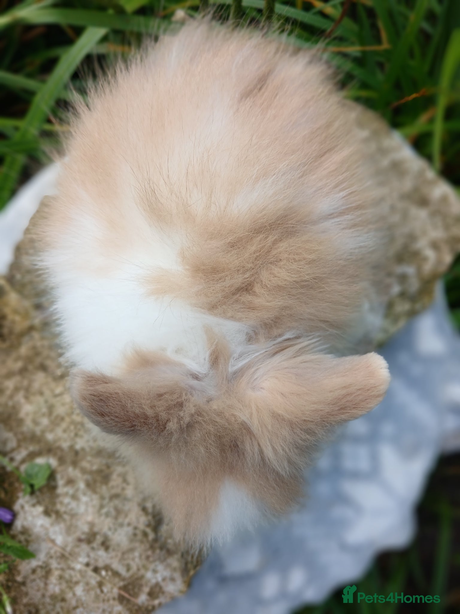 Lionhead rabbits for sale: Stunning DM Lionhead baby rabbits - Advert 9