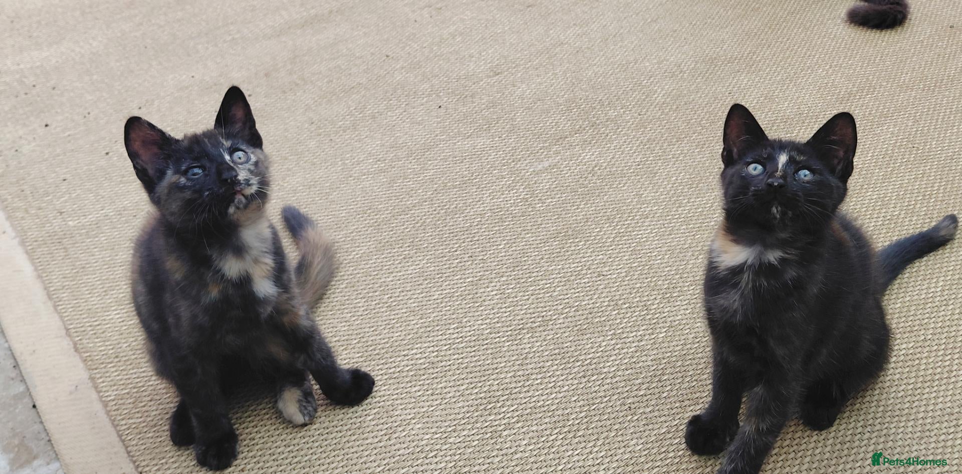 Mixed Breed cats Gorgeous Tortoiseshell Female Kittens - Advert 3
