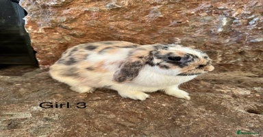 Mini Lop rabbits - Advert 16