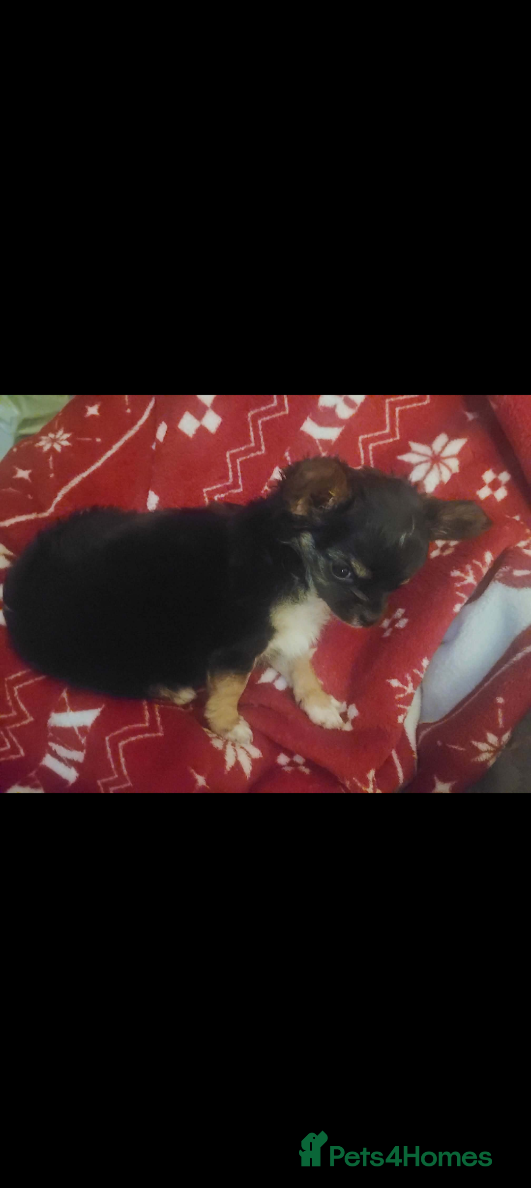 Chihuahua dogs for sale: Long haired Girl Chihuahua puppy for sale  - Advert 4