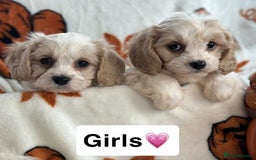 Cavachon dogs for sale: DNA CLEAR CAVACHON PUPS - Image 11