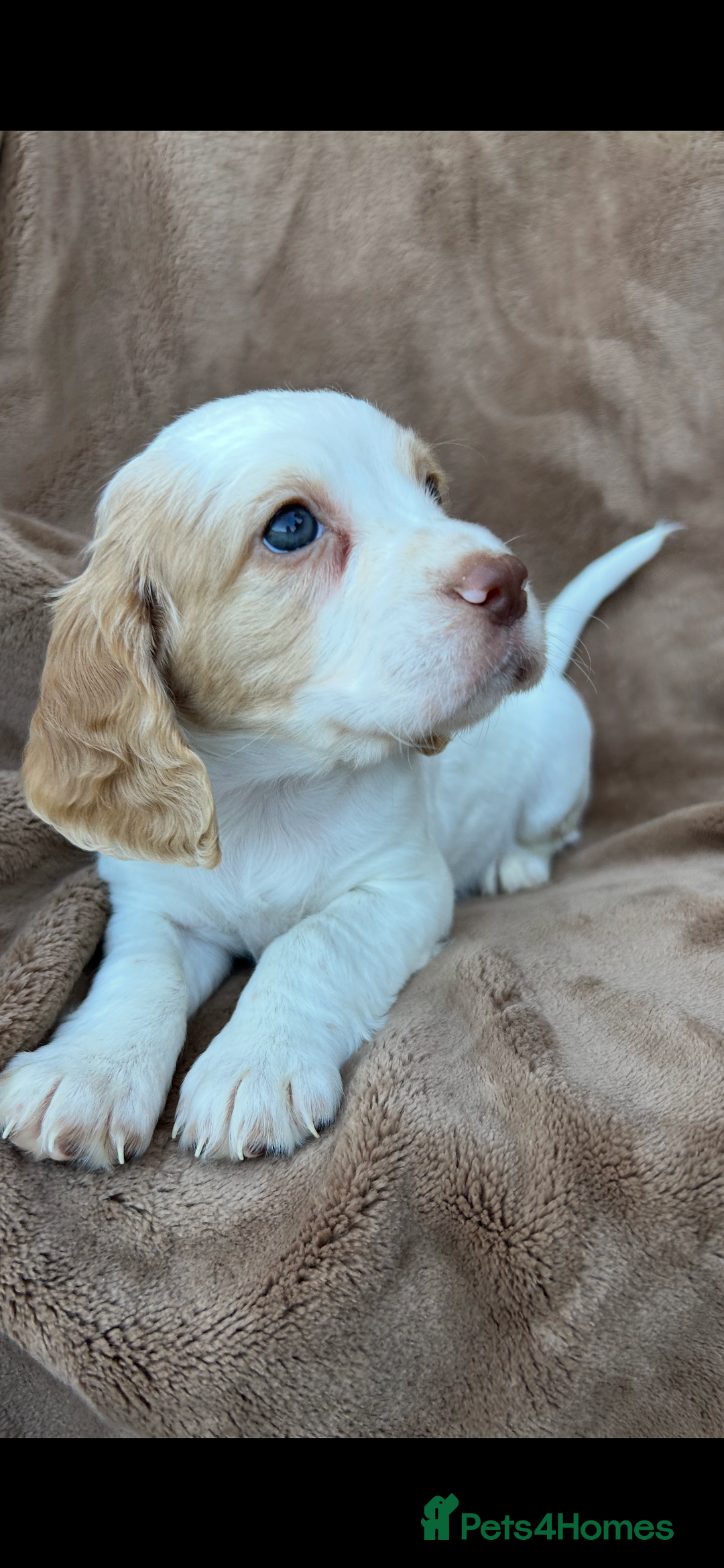 Cocker Spaniel dogs for sale: Gorgeous kc registered cocker spaniel puppies - Image 35