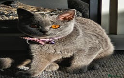 British Shorthair cats for sale: Beautiful Blue British shorthair  - Image 2