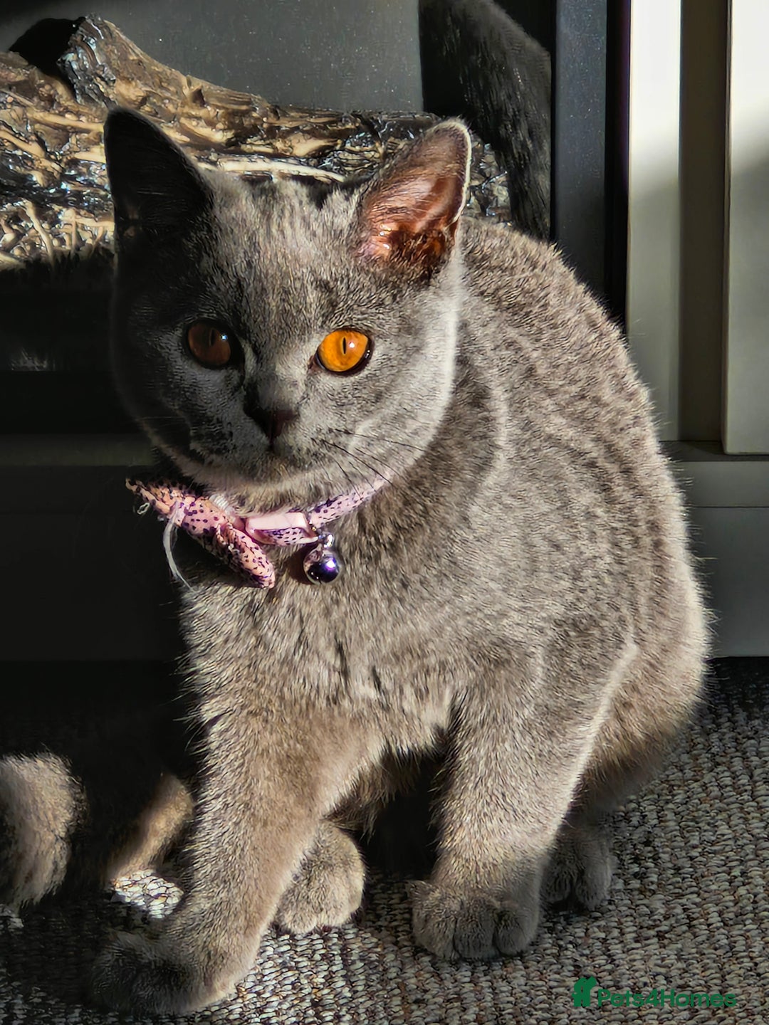 British Shorthair cats for sale: Beautiful Blue British shorthair  - Image 2