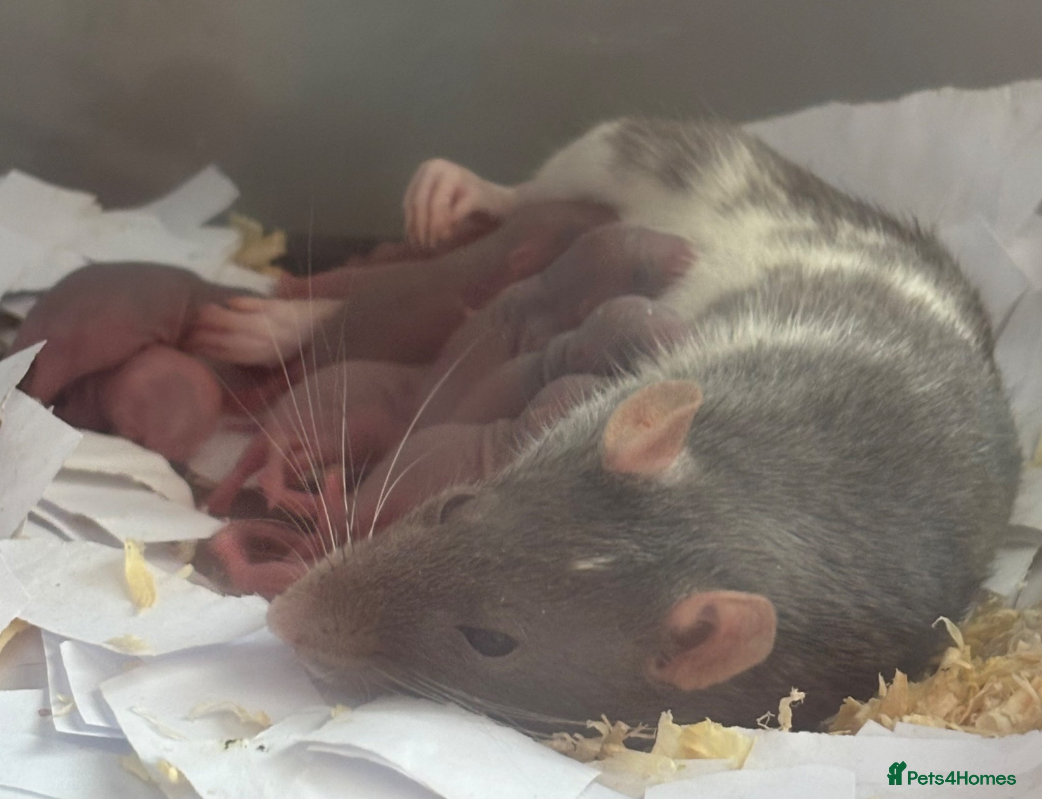 Rat rodents Beautiful baby rats 🐀 - Advert 2