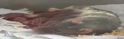 Rat rodents for sale: Beautiful short-haired baby rats 🐀 - Advert 5