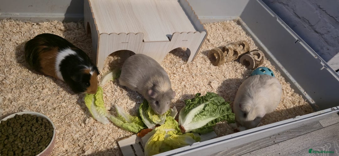 Guinea Pig rodents for sale: 3 Female Guinea Pigs For sale - Advert 6