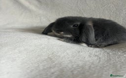 Mini Lop rabbits for sale: Mini Lops Ready To Leave Now - Image 5