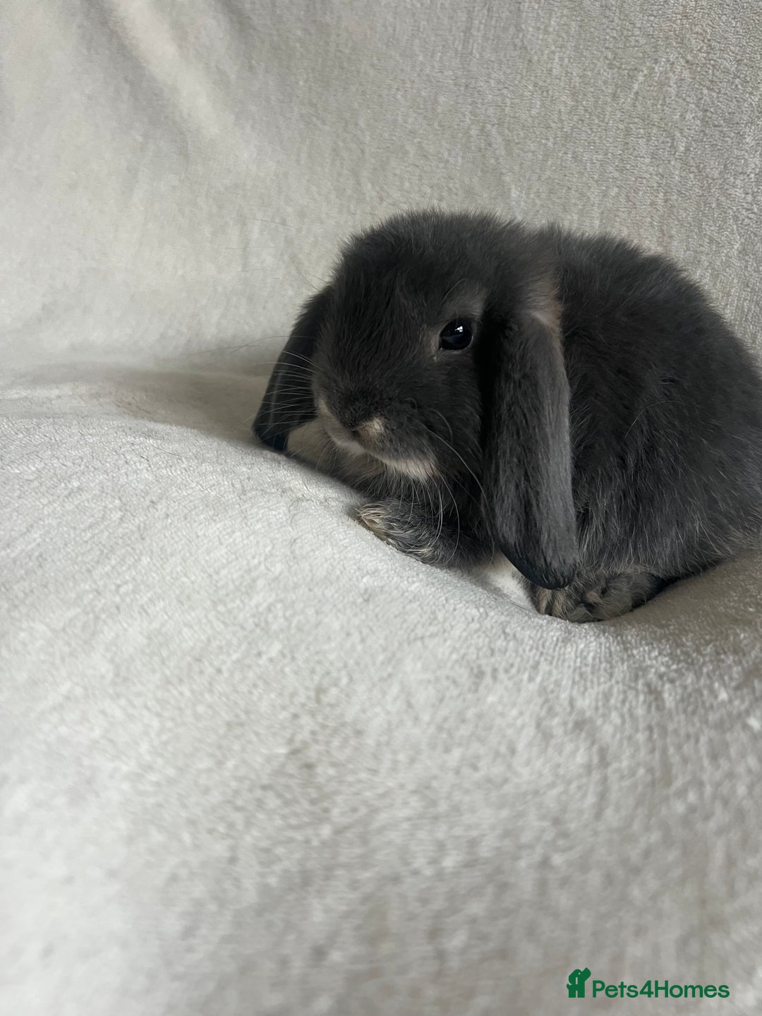 Mini Lop rabbits for sale: Mini Lops Ready To Leave Now - Image 5