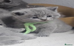 British Shorthair cats for sale: High Quality British Short Haired Kittens - Image 13