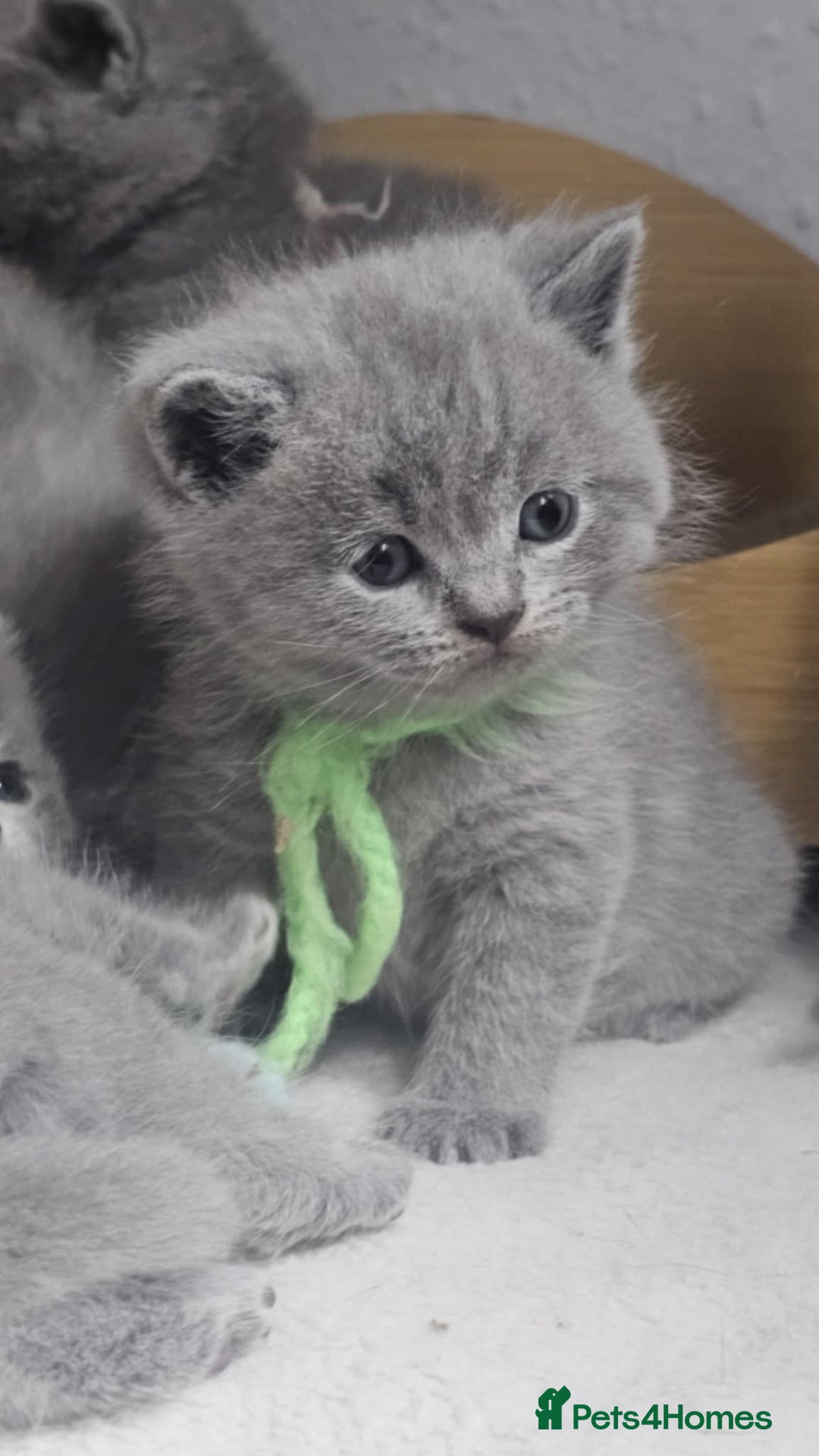 British Shorthair cats for sale: High Quality British Short Haired Kittens - Image 13