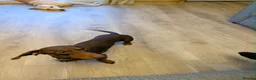 Miniature Dachshund dogs for stud: CHOCOLATE & TAN MINIATURE DACHSHUND — ROLO  - Advert 8