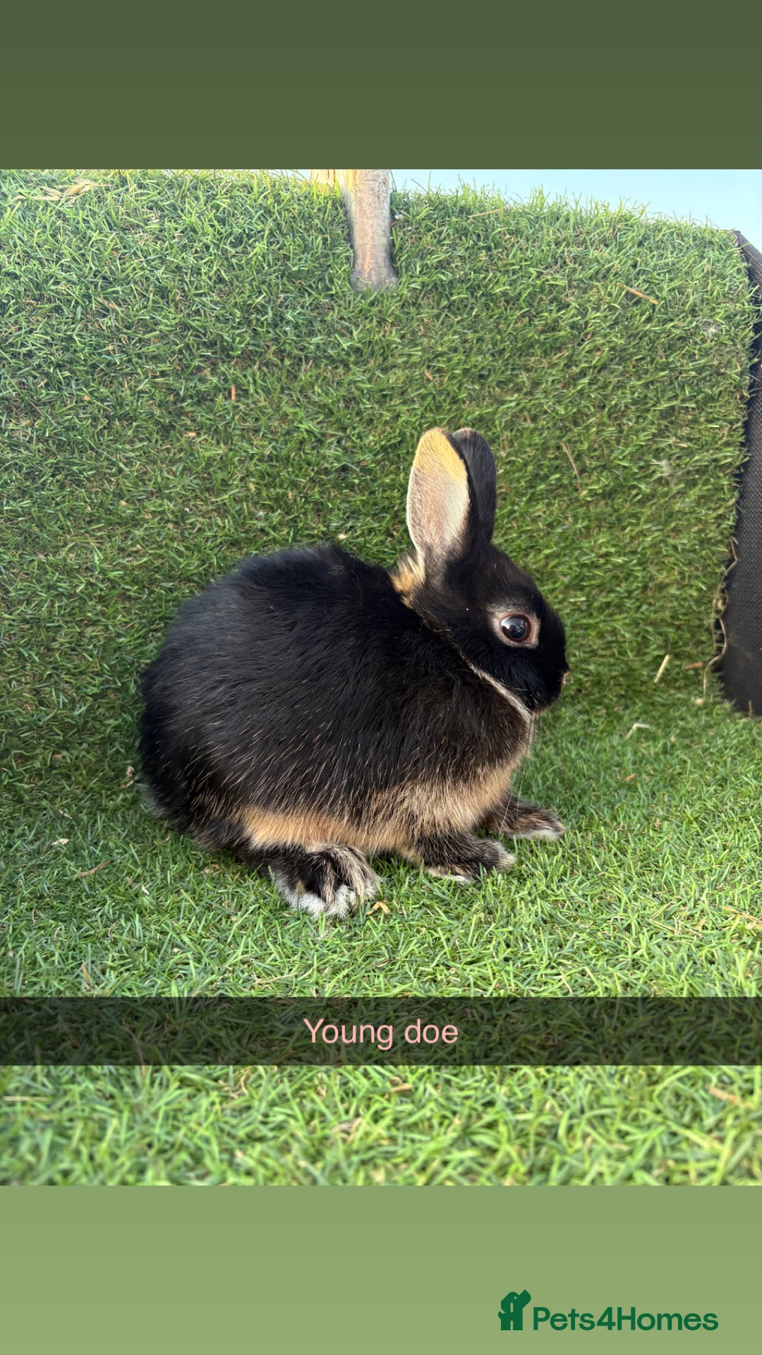 Netherland Dwarf rabbits for sale: Pure Netherland dwarfs  - Image 3
