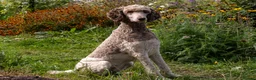 Cavapoo dogs for sale: F1 Cavapoo Waiting List  - Advert 2