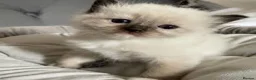 Ragdoll cats for sale:  beautiful ragdoll kittens - Advert 1