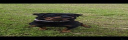Rottweiler dogs for sale: Rottweiler puppies  - Advert 7