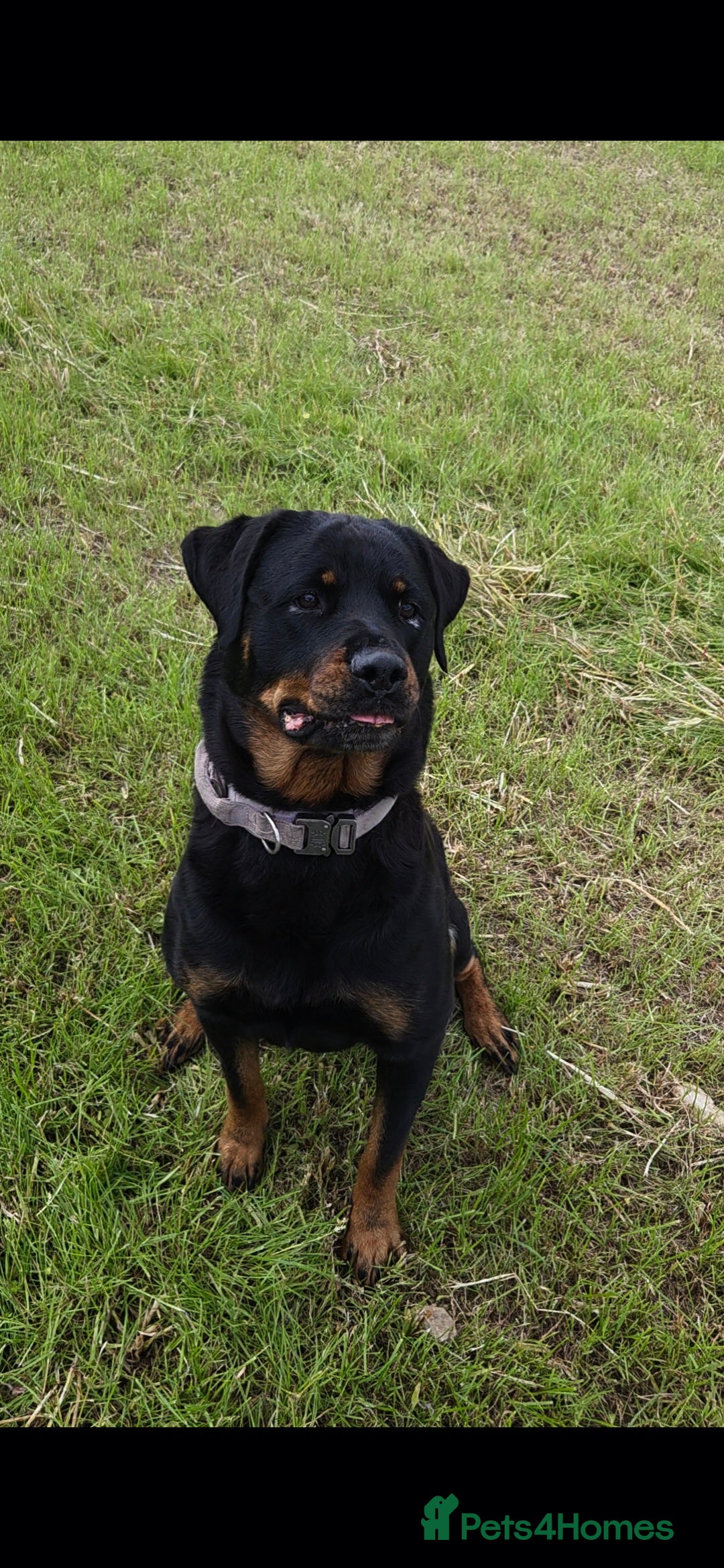 Rottweiler dogs for sale: Rottweiler puppies  - Advert 7