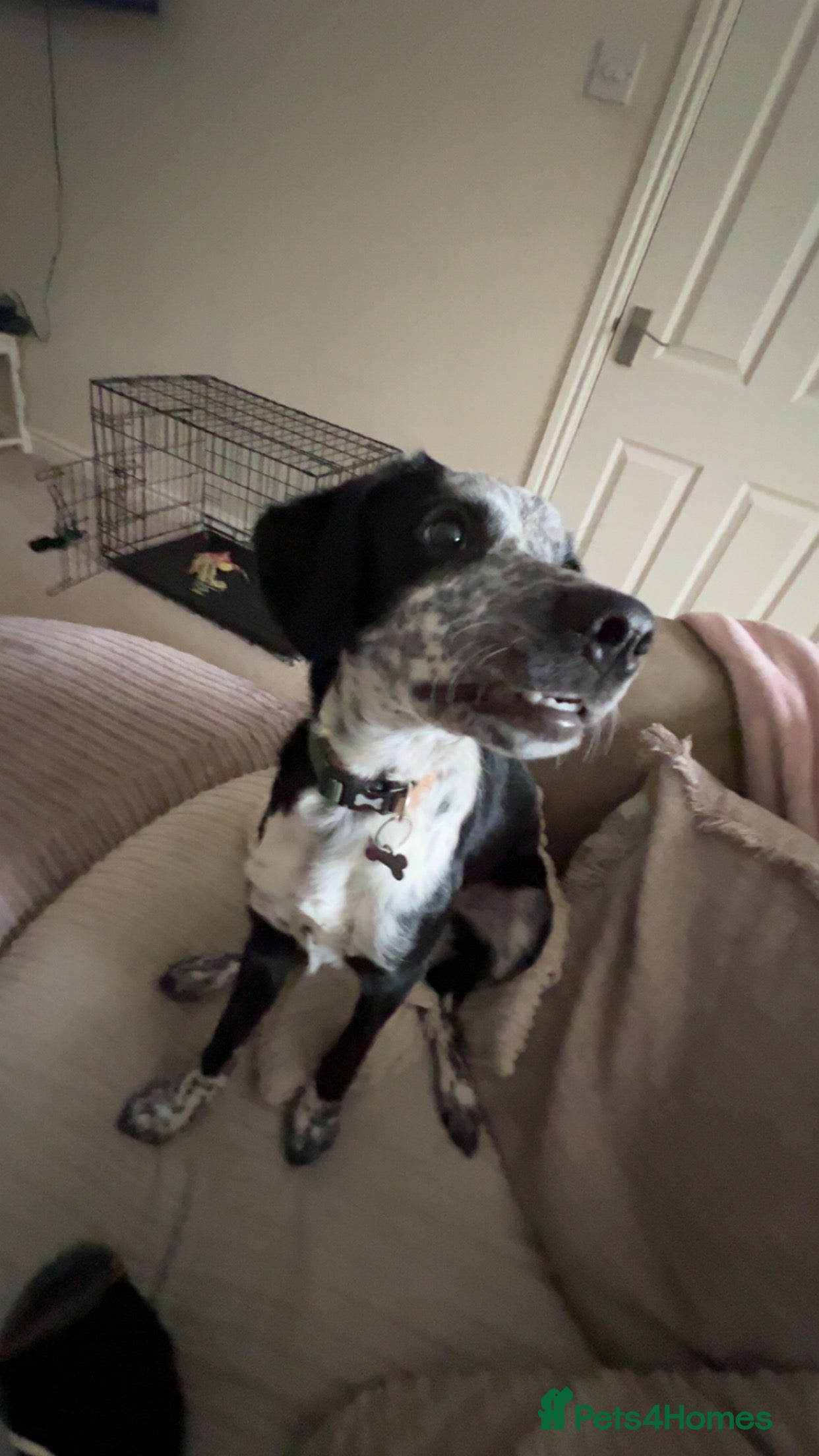 Mixed Breed dogs Gorgeous 6 month old sprollie puppy.  - Advert 8