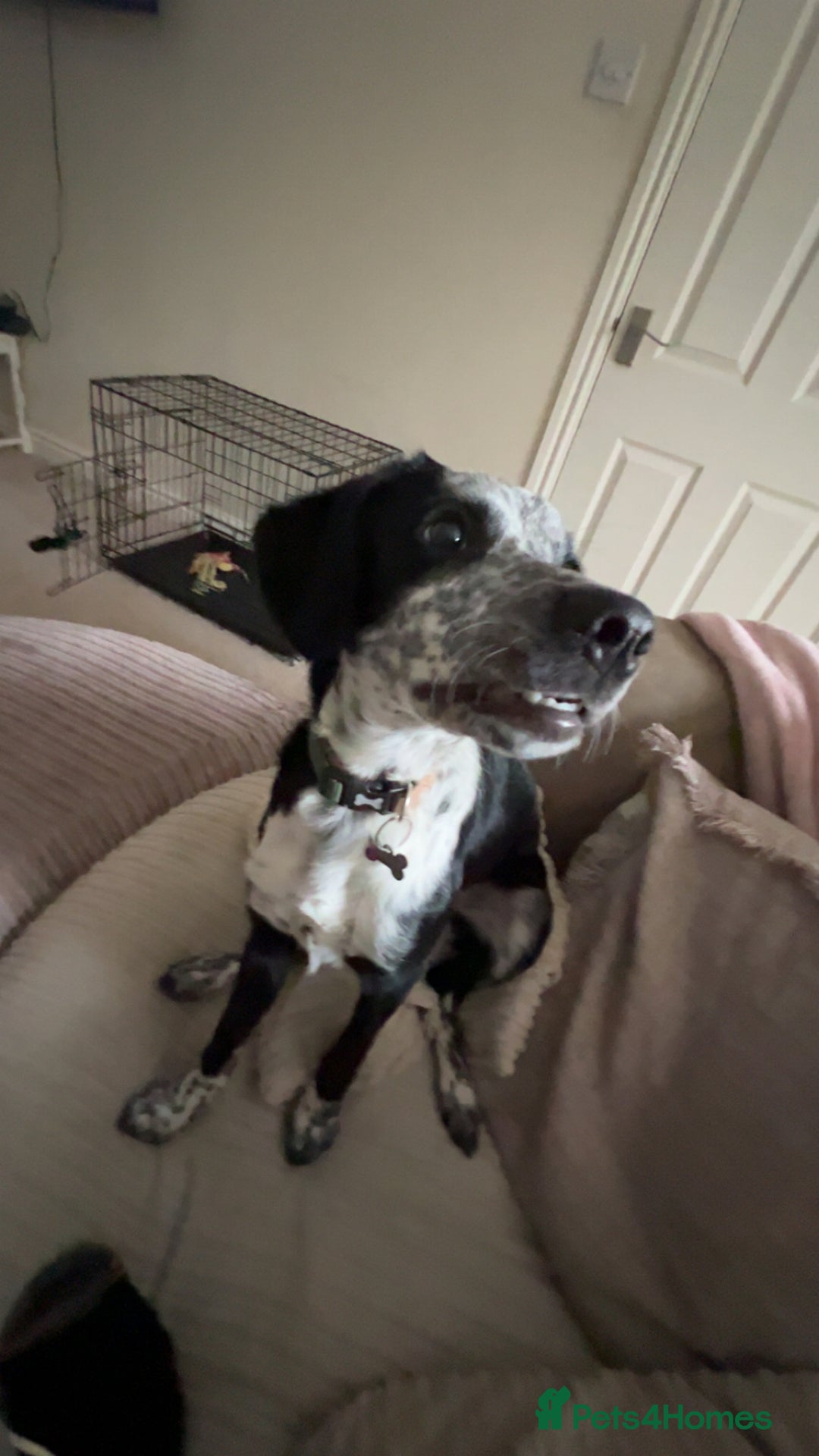 Mixed Breed dogs for sale: Gorgeous 6 month old sprollie puppy.  - Advert 1