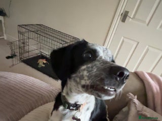 Mixed Breed dogs Gorgeous 6 month old sprollie puppy. - Advert 1