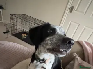 Mixed Breed dogs Gorgeous 6 month old sprollie puppy. - Advert 18