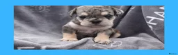 English Bulldog dogs for sale: Stunning Litter of Exotic English Bulldogs - Advert 15