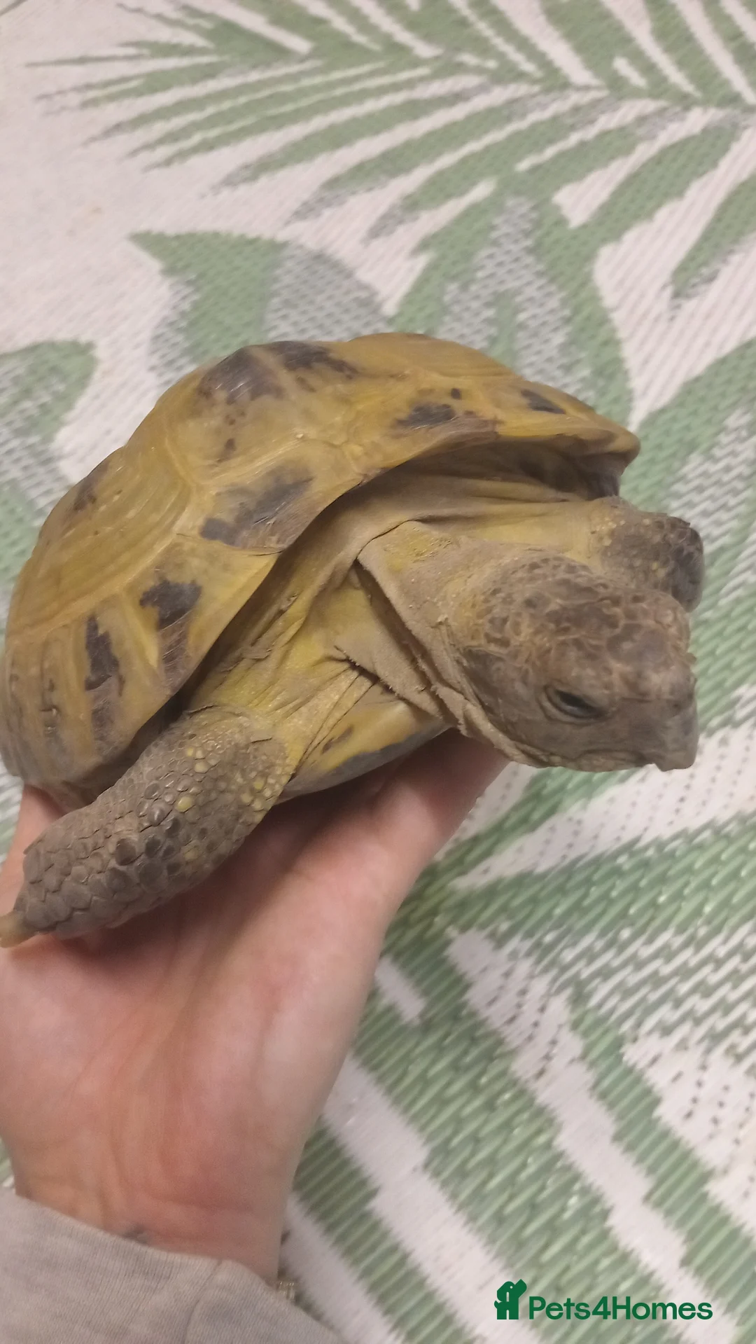 Tortoise reptiles for sale: Horse field tortoises in Chesterfield - Advert 5